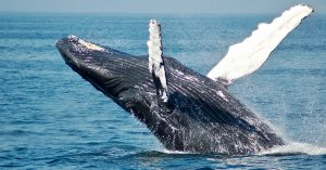 ‘Coinbase Premium’ Indicates Whales on Binance May Be Behind Bitcoin’s Rally — CoinDesk