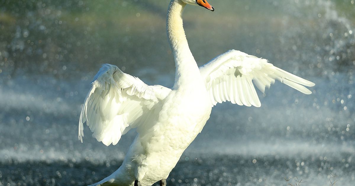 Swan Bitcoin Moves Into TradFi With Platform for Financial Advisors