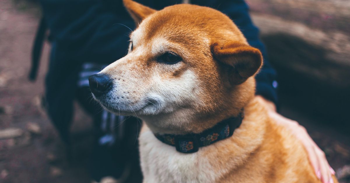 Dogecoin’s Bitcoin-Beating Bounce May Be Bad News for the Market