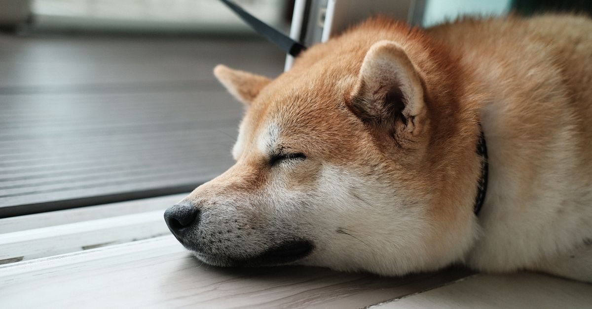Dogecoin (DOGE) Prices Fall as Traders Bet Against Token, “Memecoin Summer on Hold,” Some Say